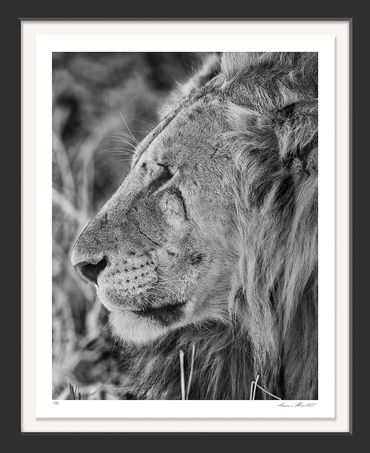 Infrared; Africa; Black and white; Fine art; Nature; Photography; African Lion; Tarangire, Hobart