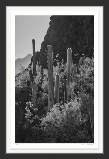 Black & White; Infrared photography; Sugaro Cactus; Saguaro National Park; AZ; Sonoran Desert;