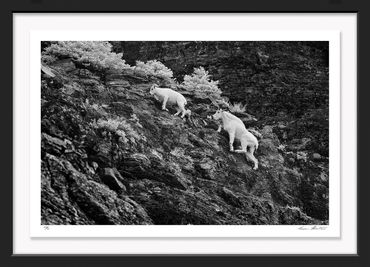 American West; Graham Hobart; Infrared; photography; Nature; Mountain Goat, Nannie, Kid, Cliff