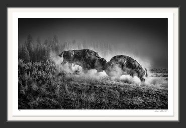 Infrared; black and white; Wildlife; Yellowstone; American West; Hayden Valley; Bison, Rut, Fight,