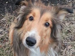 Dangers for Shelties