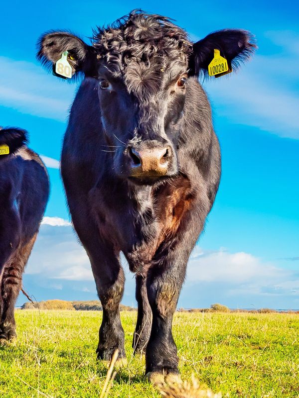 Close-up of a black cow with ear tags in a sunny green field.