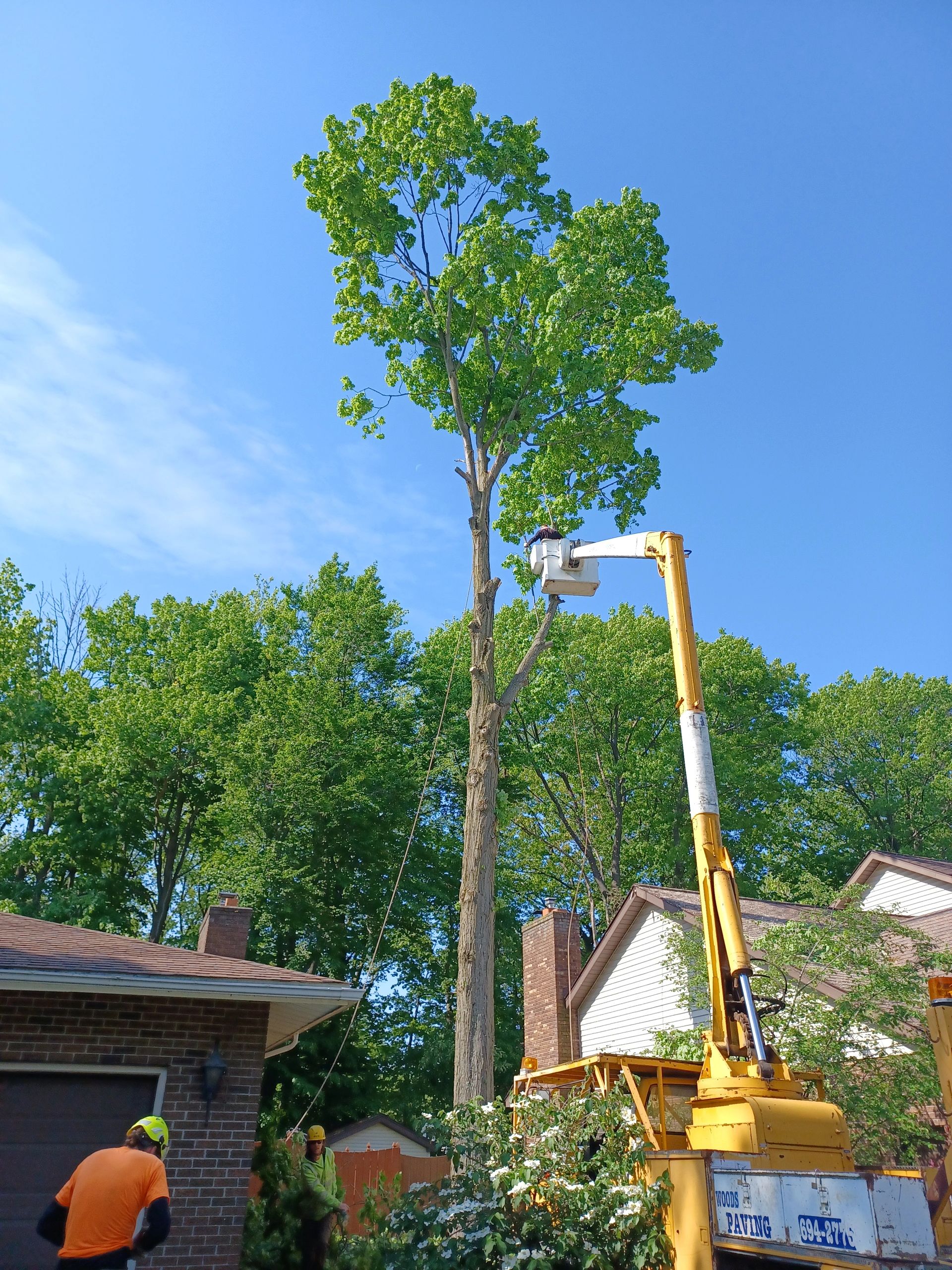 Top Tree Services Near Me Woods Outdoor Services