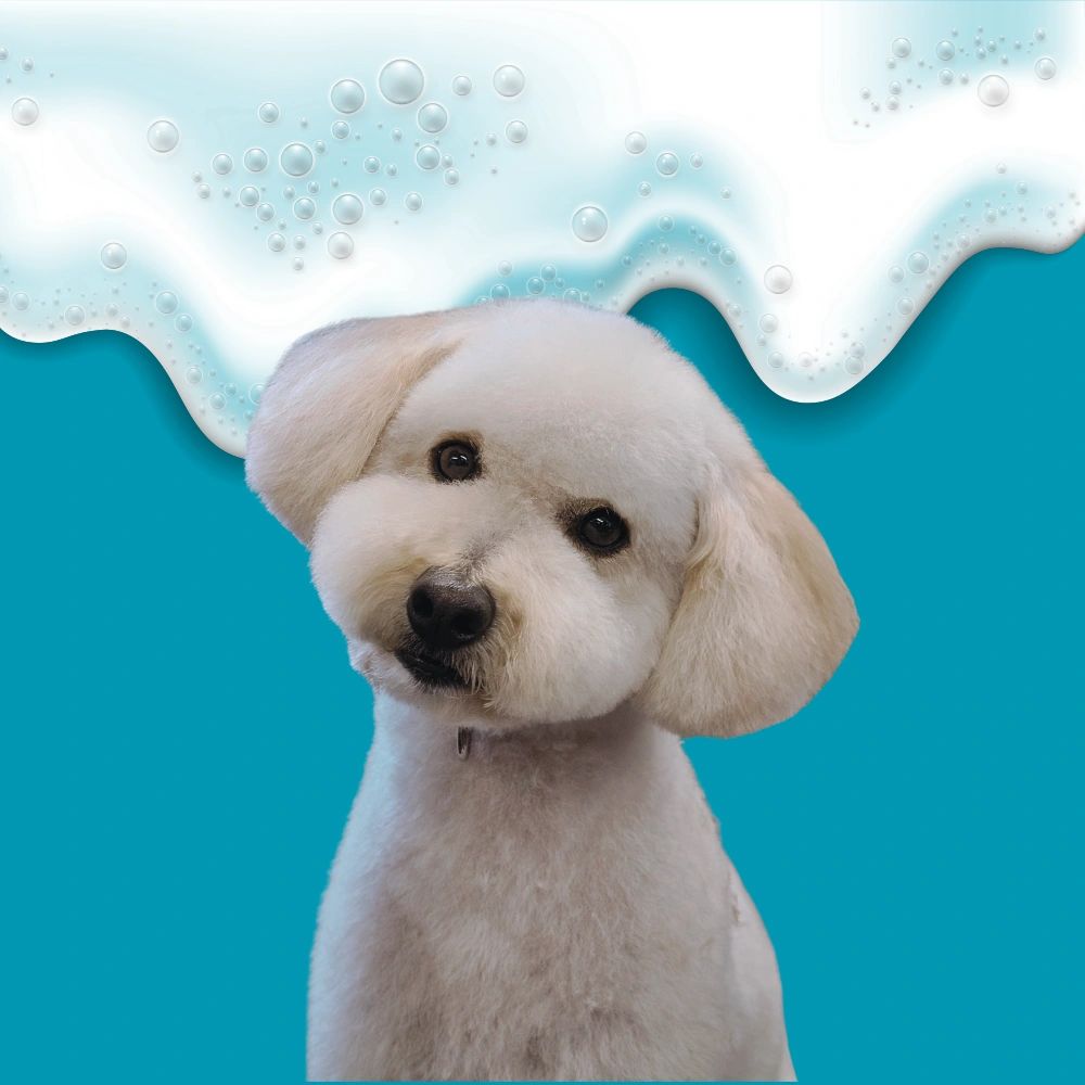 Cream Mini Poodle