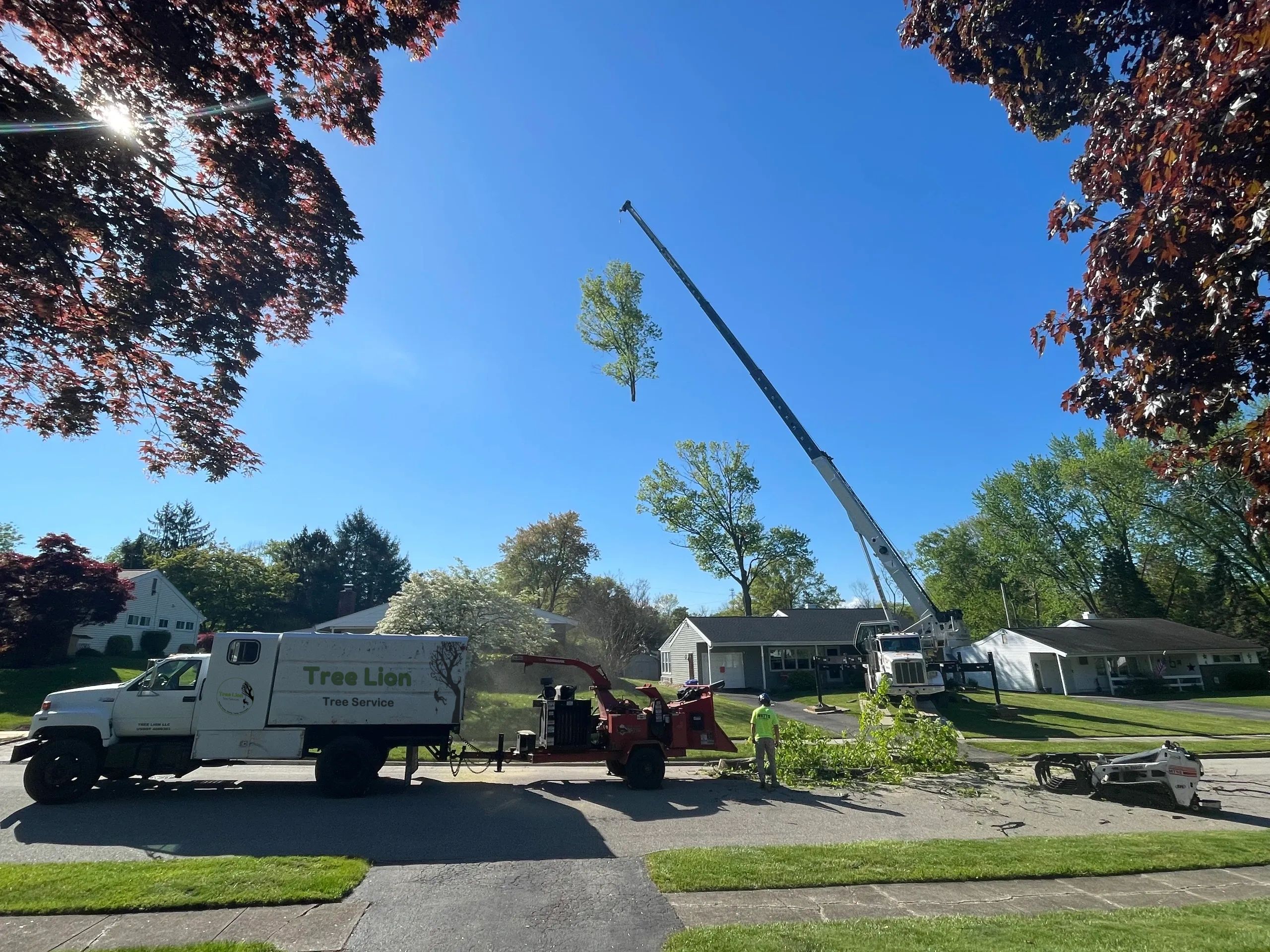 Home [treeliontreeservice.com]