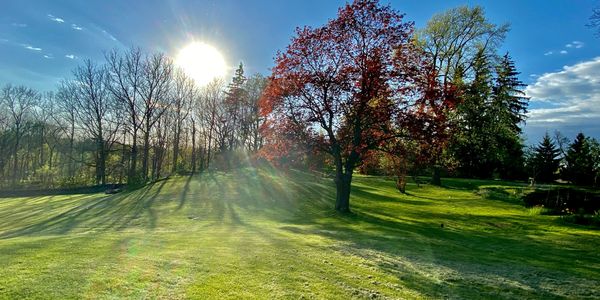 wide yard with trees