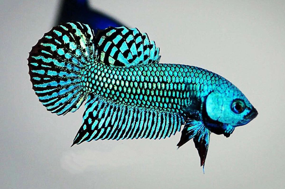 Fighting hot sale fish buy