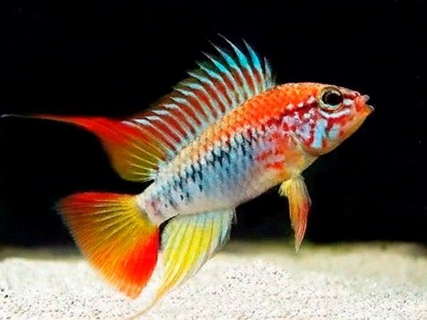 simstropicalfish.co.uk