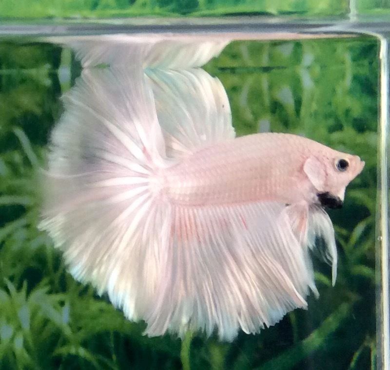 Siamese Fighting Fish Male Half Moon Platinum Betta Splendens 6Cm