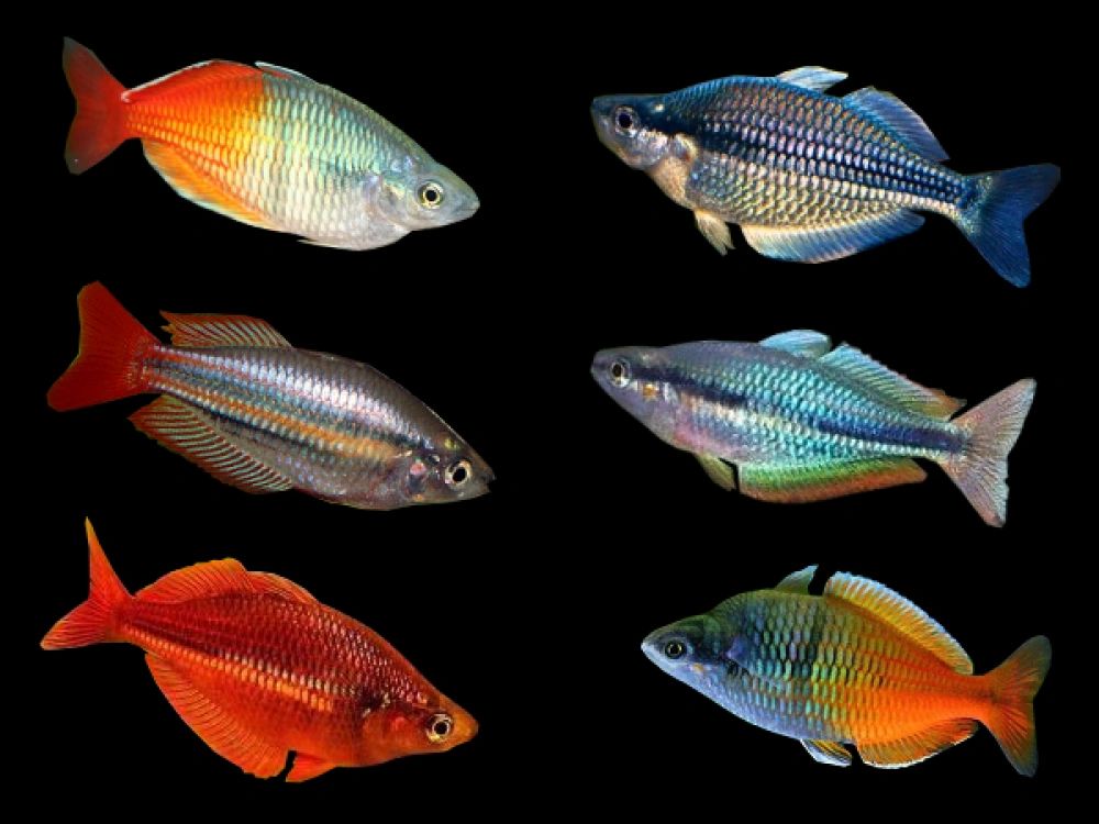 Top 10 Amazing Rainbowfish For Your Next Freshwater Aquarium Aquarium