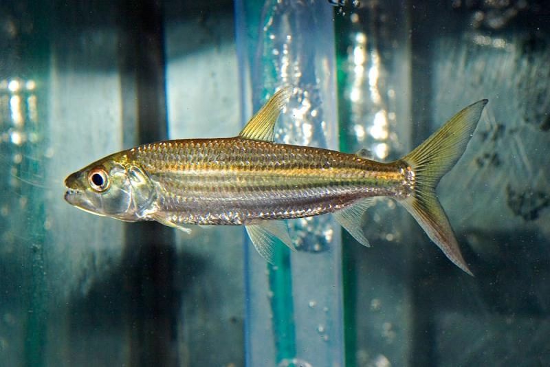 Goliath tigerfish clearance care