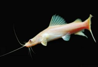 Albino Asian Red Tailed Catfish Hemibagrus Wyckioides 8cm