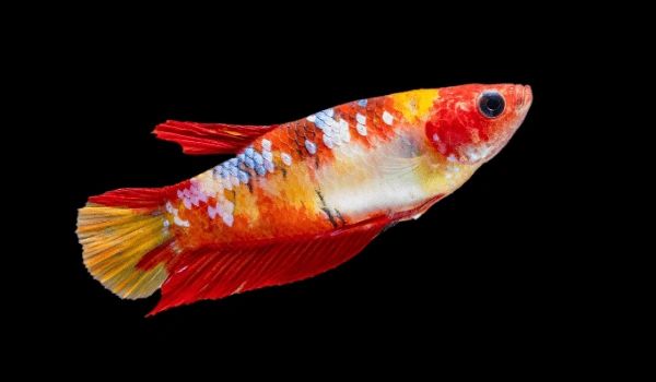 Female fighter fish for sale cheap
