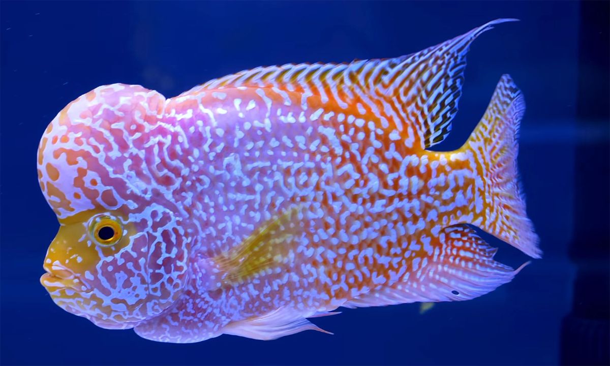 Flowerhorn Adult