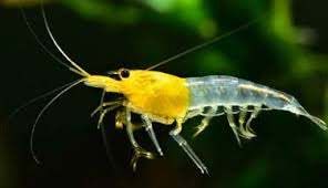 6 x Yellow Rili Shrimp 2cm Neocaridina