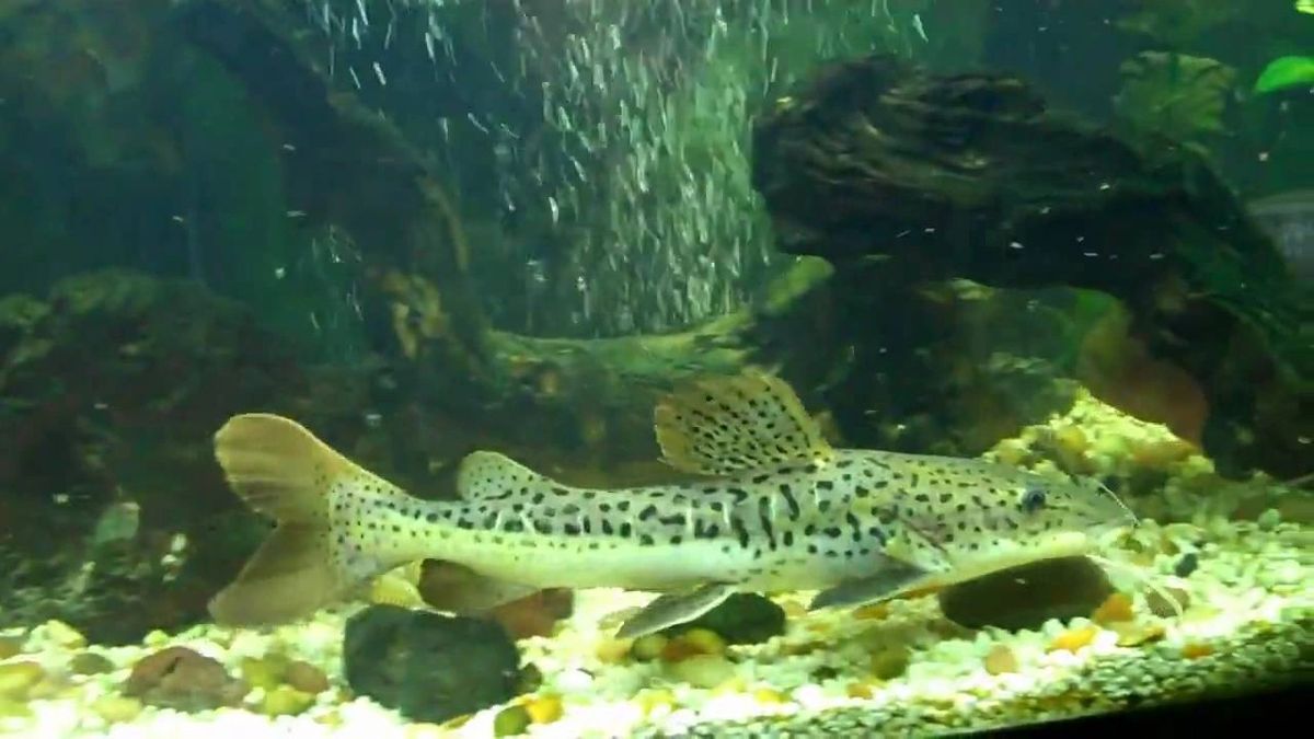 Leopard Catfish Hybrid Red Tailed Catfish X Tiger Shovelnose Catfish 10cm Leopard Catfish Hybrid Red Tailed Catfish X Tiger Shovelnose Catfish 10cm