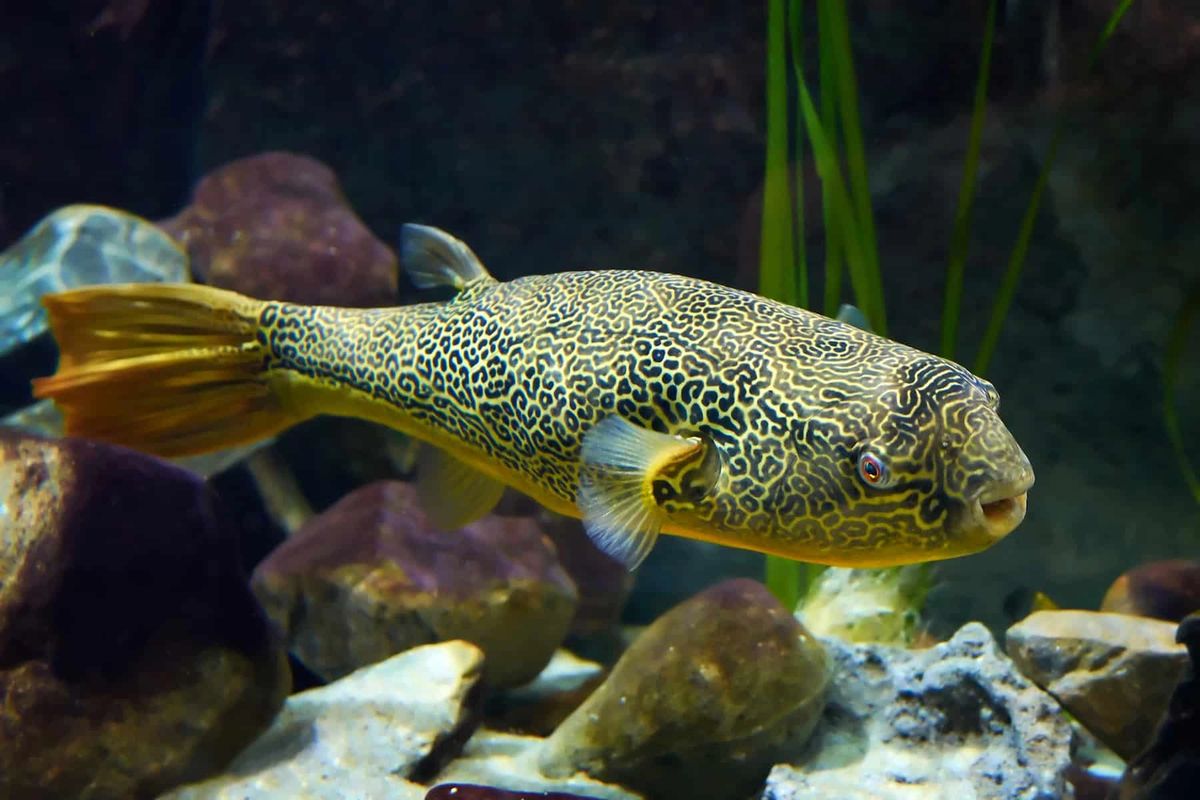 Giant Freshwater Puffer Fish Tetradon MBU 50cm WILD CAUGHT