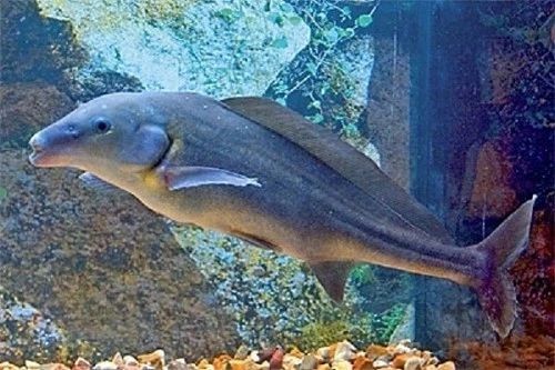 African Freshwater Dolphin Mormyrus Longirostris 15cm WILD CAUGHT