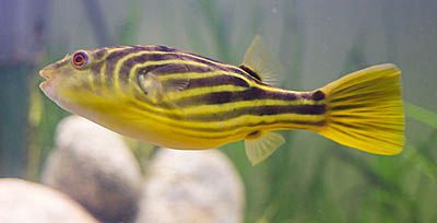 Giant Fahaka Nile Puffer Fish Tetraodon Lineatus 15cm WILD CAUGHT