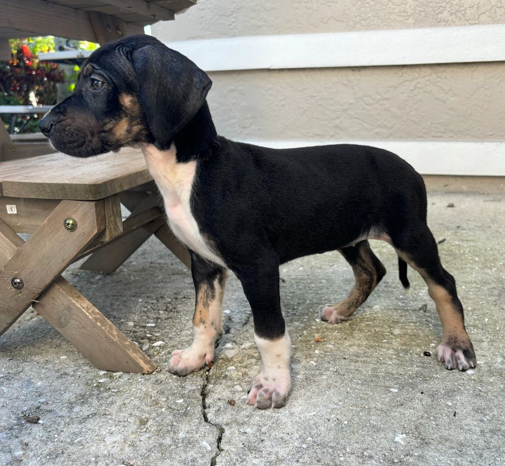 9 week old Brindle Point Mantle Female