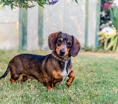 Dachshund in yard