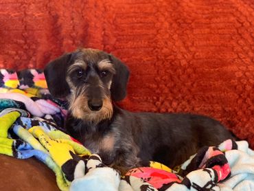 A small wire-haired dog resting on colorful blankets against a red background.