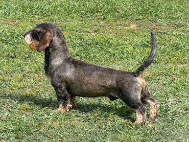 A wire-haired dachshund stands alert on green grass.