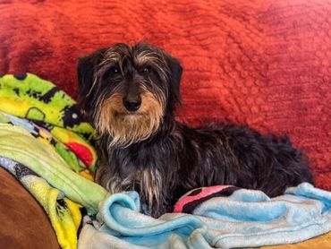 A small black and brown dog resting on colorful blankets.