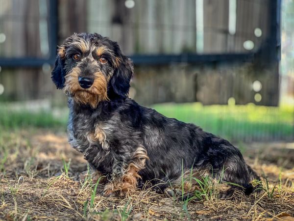 Dachshund sitting in grass