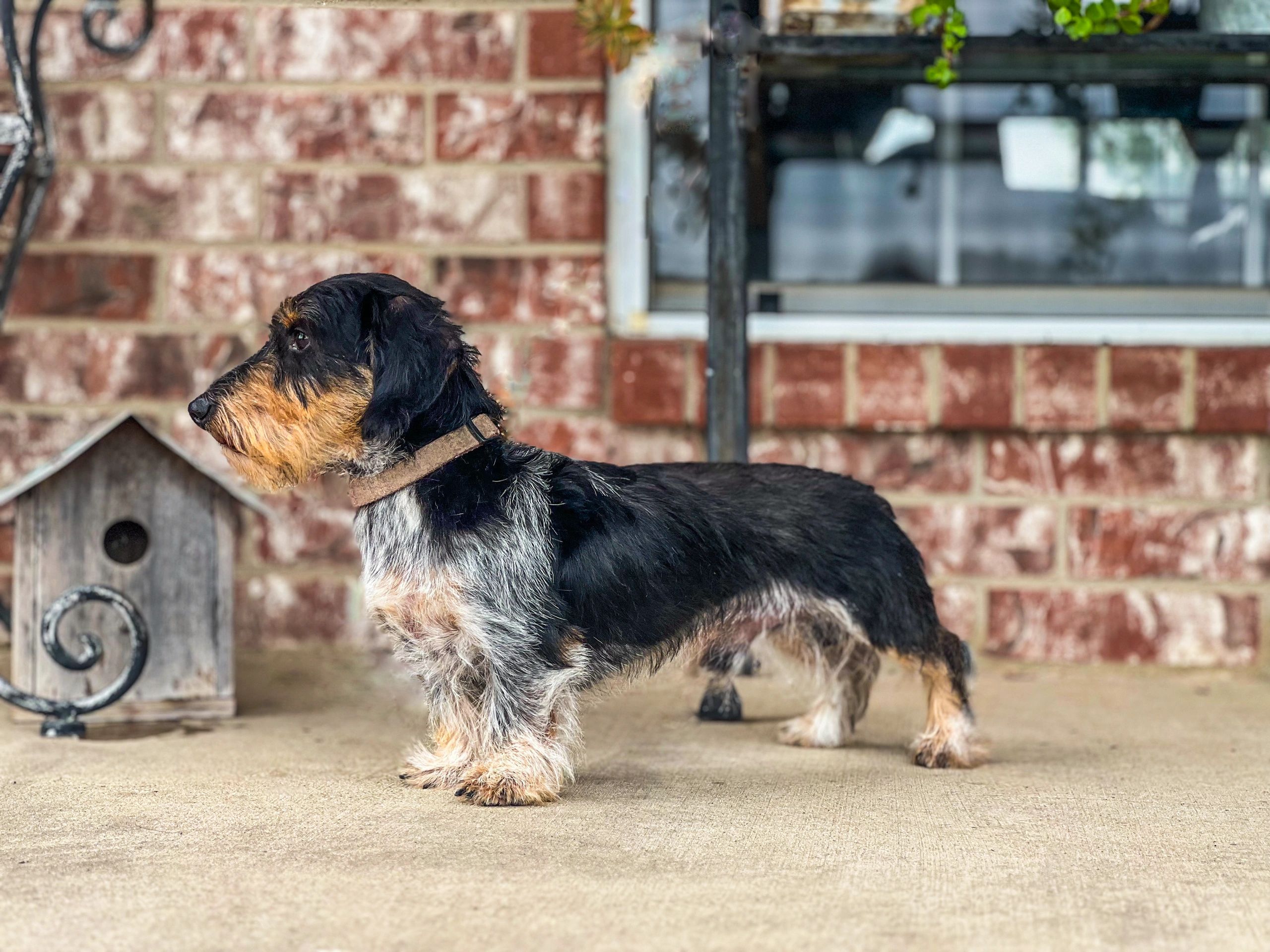 Dachshund on porch