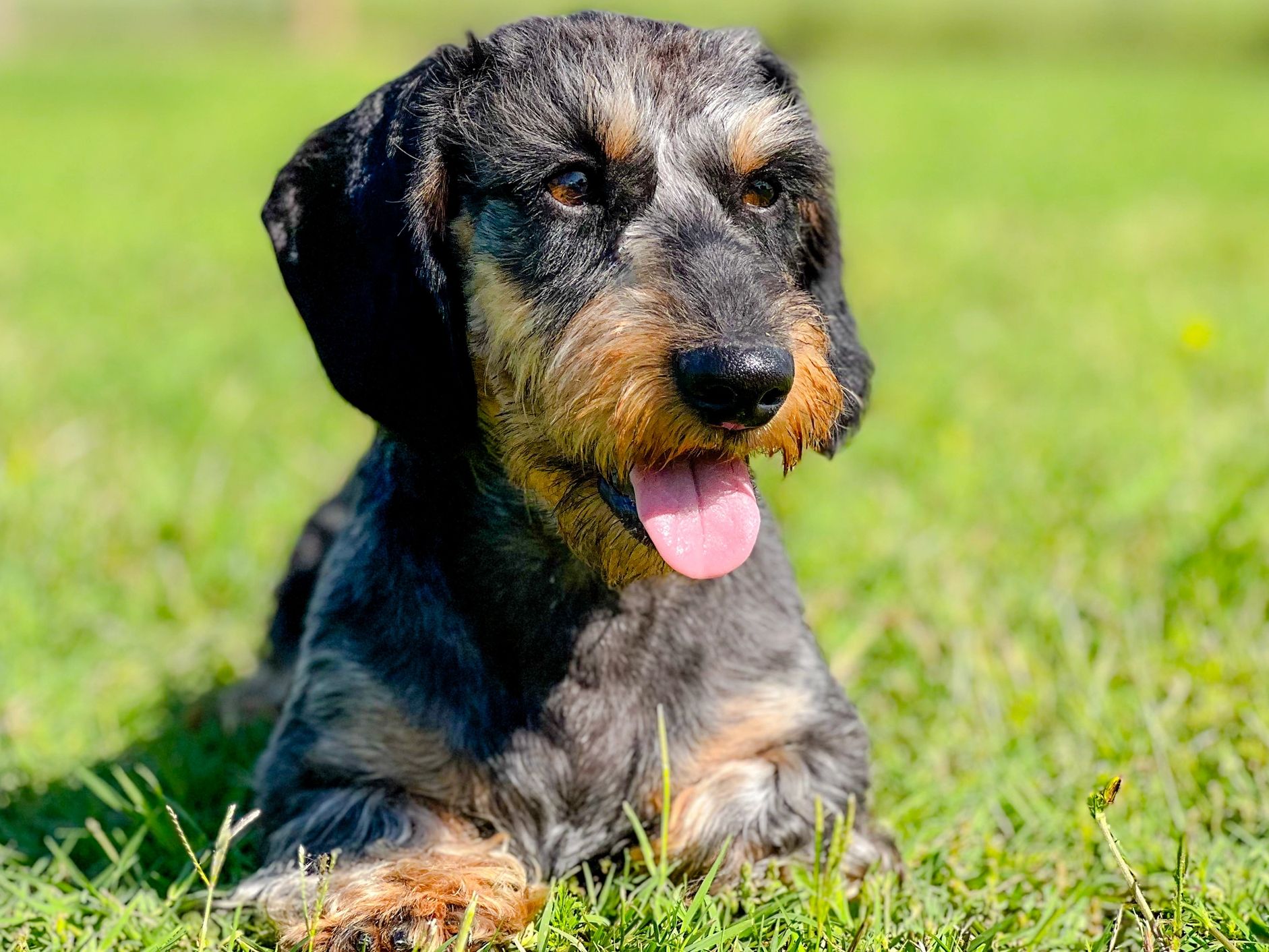 Dachshund laying in grass