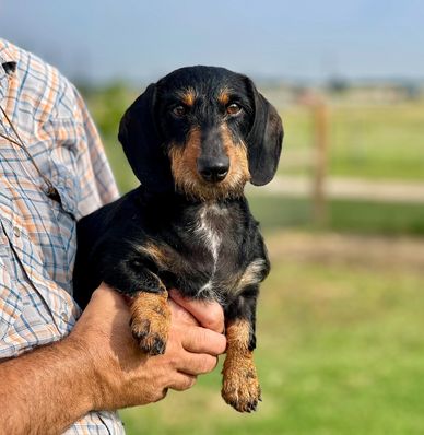 Dachshund in man’s arms