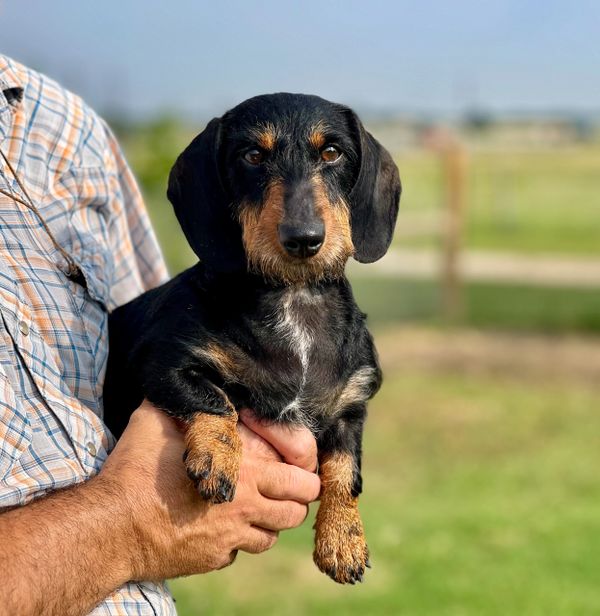 Dachshund on man’s arms