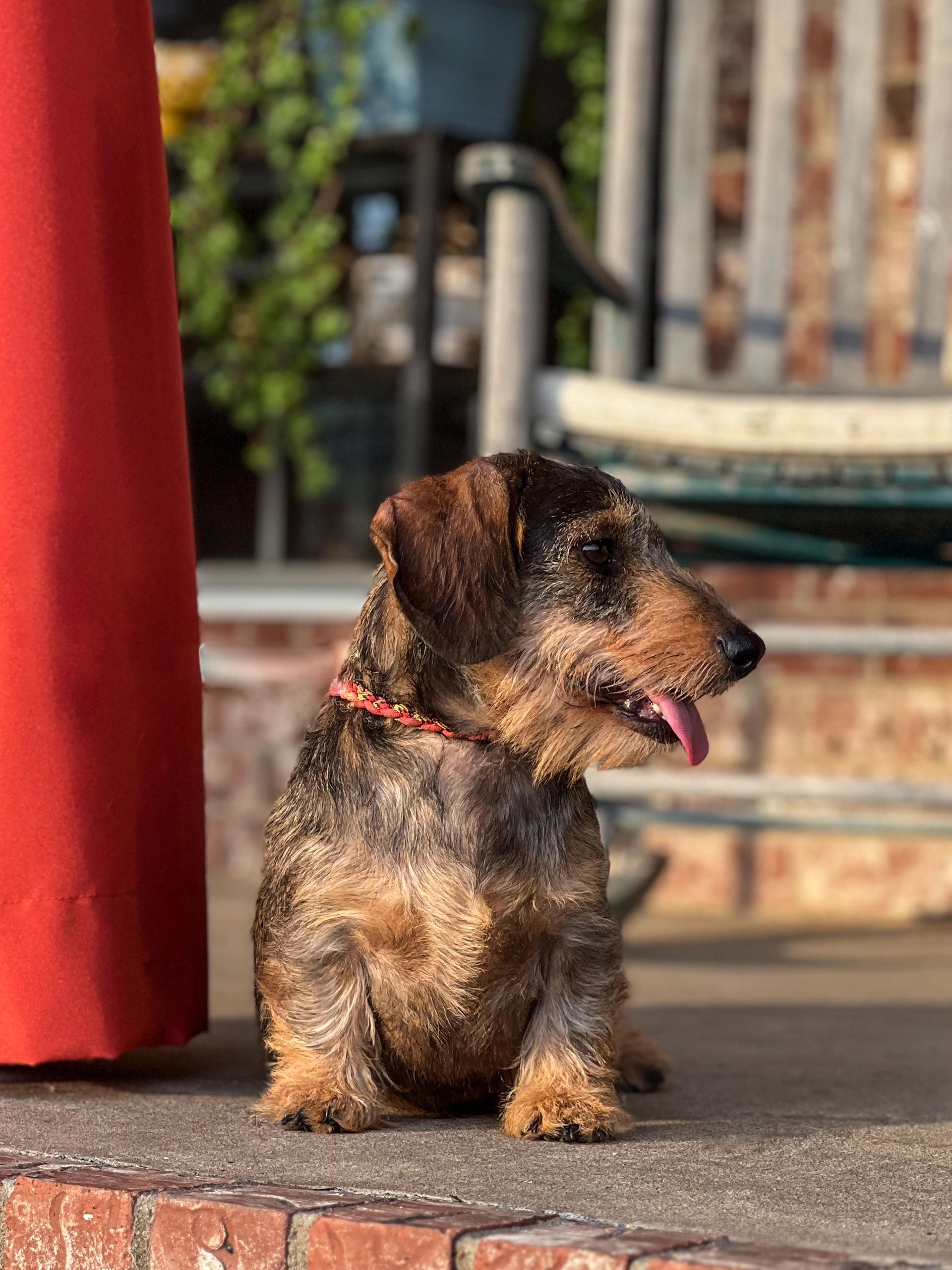 Miniature wire haired dachshund puppy hot sale