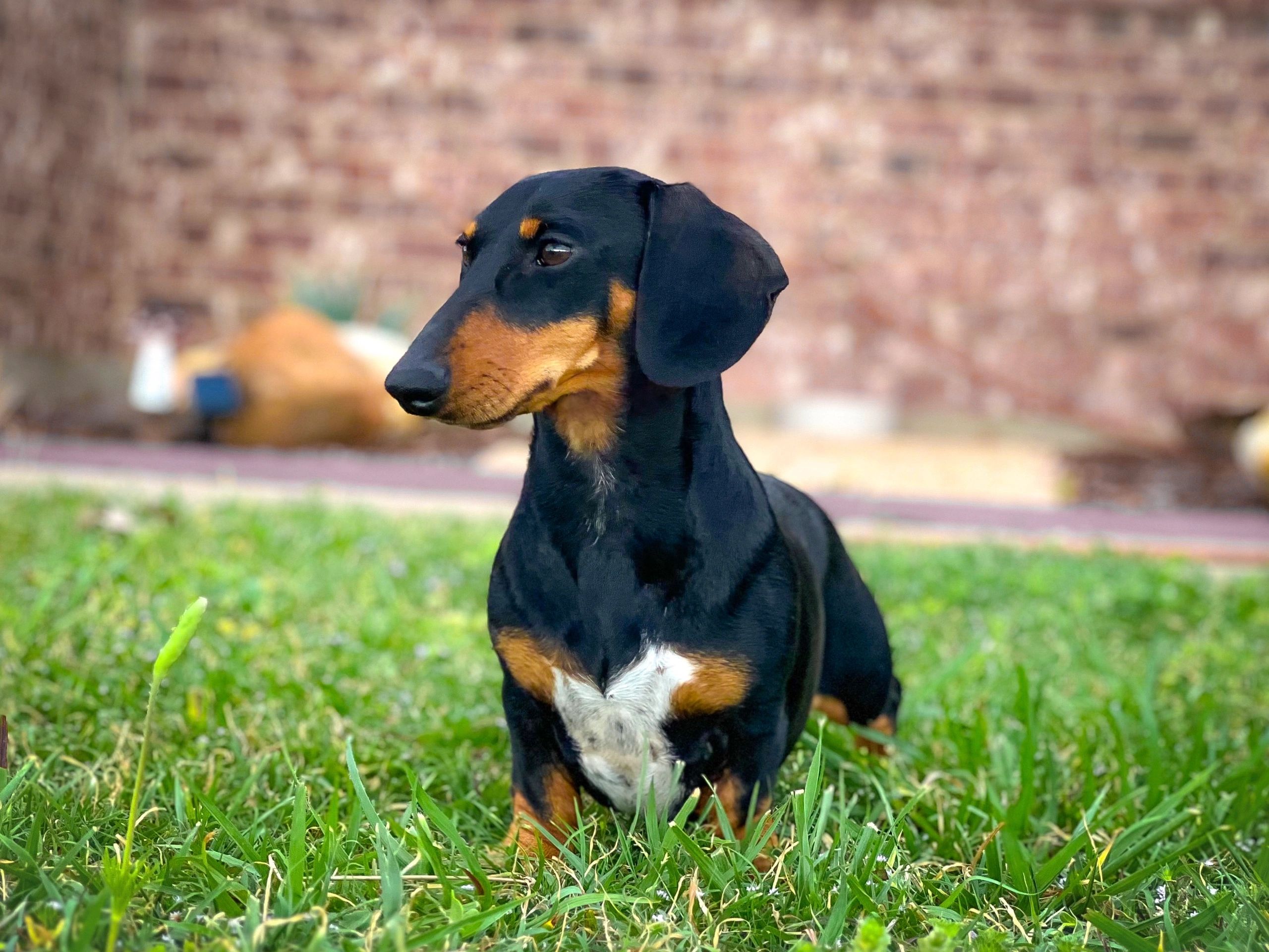 A black and tan Dachshund sitting attentively on grass.