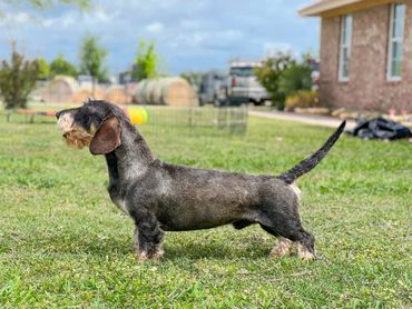 A dachshund standing on grass in a backyard.
