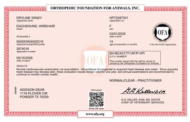Orthopedic Foundation for Animals certificate for a Dachshund, wirehair dog.