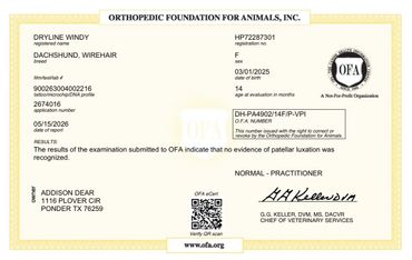 Official OFA certificate for a Dachshund showing no patellar luxation evidence.