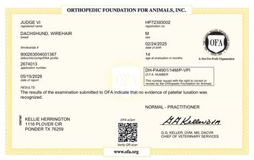 Orthopedic certificate for a Dachshund dog from OFA.