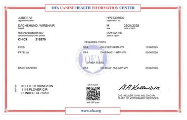 Official canine health certification document for a wirehaired dachshund.