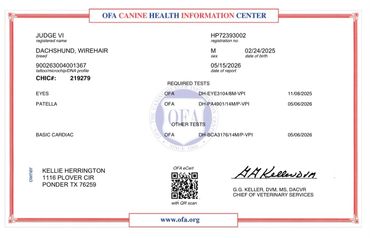 Official canine health certification document for a wirehaired dachshund.