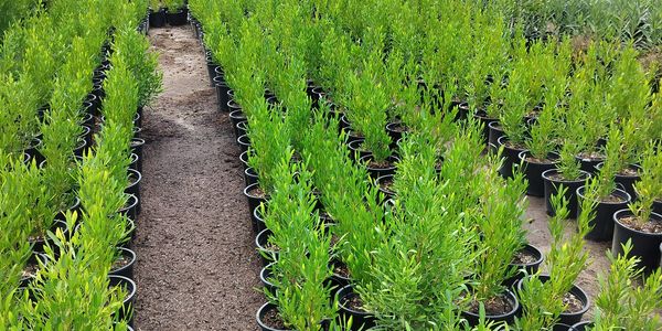 Green Hopseed privacy bush
