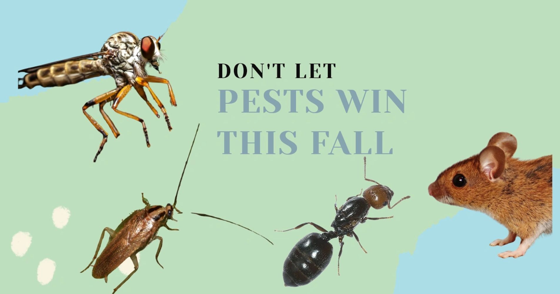 Preventative Pest Control Services Chicago