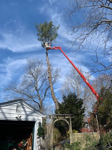 Tree Service
