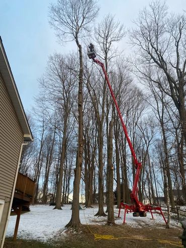 Tree Service