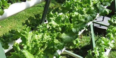 lettuce growing from white tubes