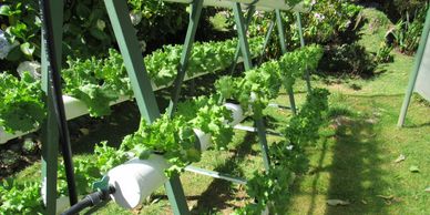 plants growing from rows of white tubes