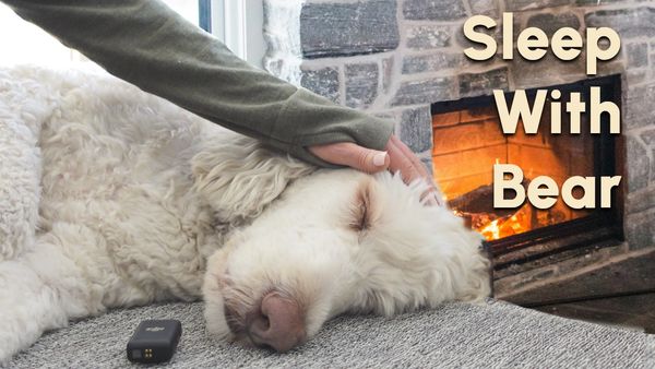 Petting My Dog to Sleep: Relaxing Dog ASMR, Gentle Petting & Crackling Fireplace Sounds for Deep Sle