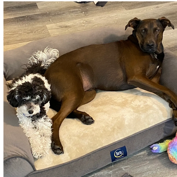 Two dogs napping