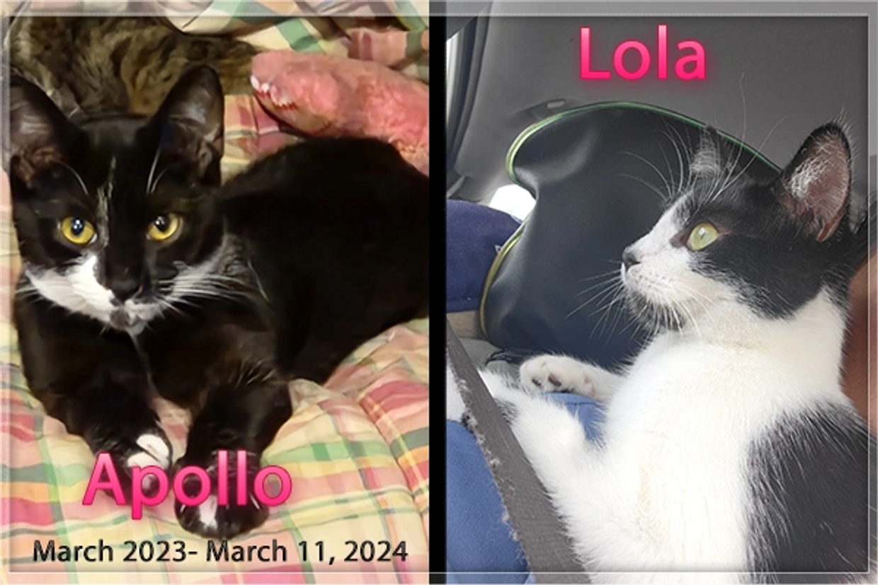 Picture is of one Tuxedo Cat and another Black and White Cat 